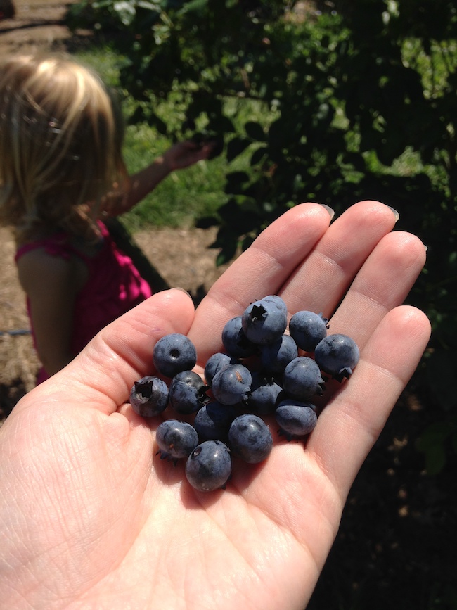 pyo blueberries dame farm koskie